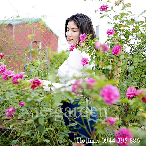 Thuốc trị bệnh cho hoa hồng 