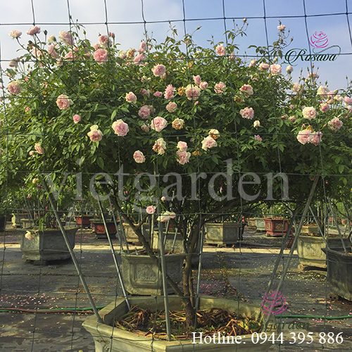 Thuốc trị bệnh cho hoa hồng bằng Nano Bạc - Đồng - Silic