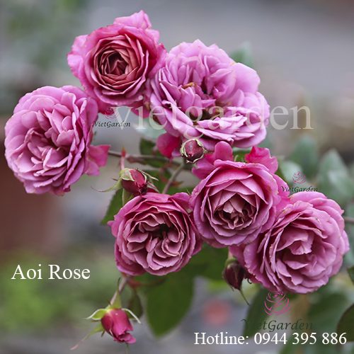 Cây khỏe đẹp sai hoa nhờ dùng thuốc trị bệnh cho hoa hồng bằng Nano Bạc - Đồng - Silic định kỳ