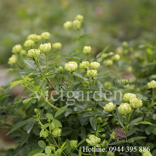 Thuốc trị bệnh cho hoa hồng - Trichoderma Bacillus