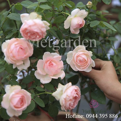 Thuốc trị bệnh cho hoa hồng - Trichoderma Bacillus