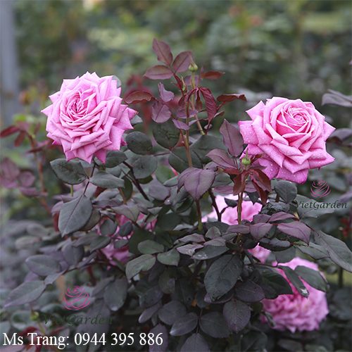 Cây bệnh cần được phun ngay thuốc trị bệnh cho hoa hồng bằng Nano Thảo mộc