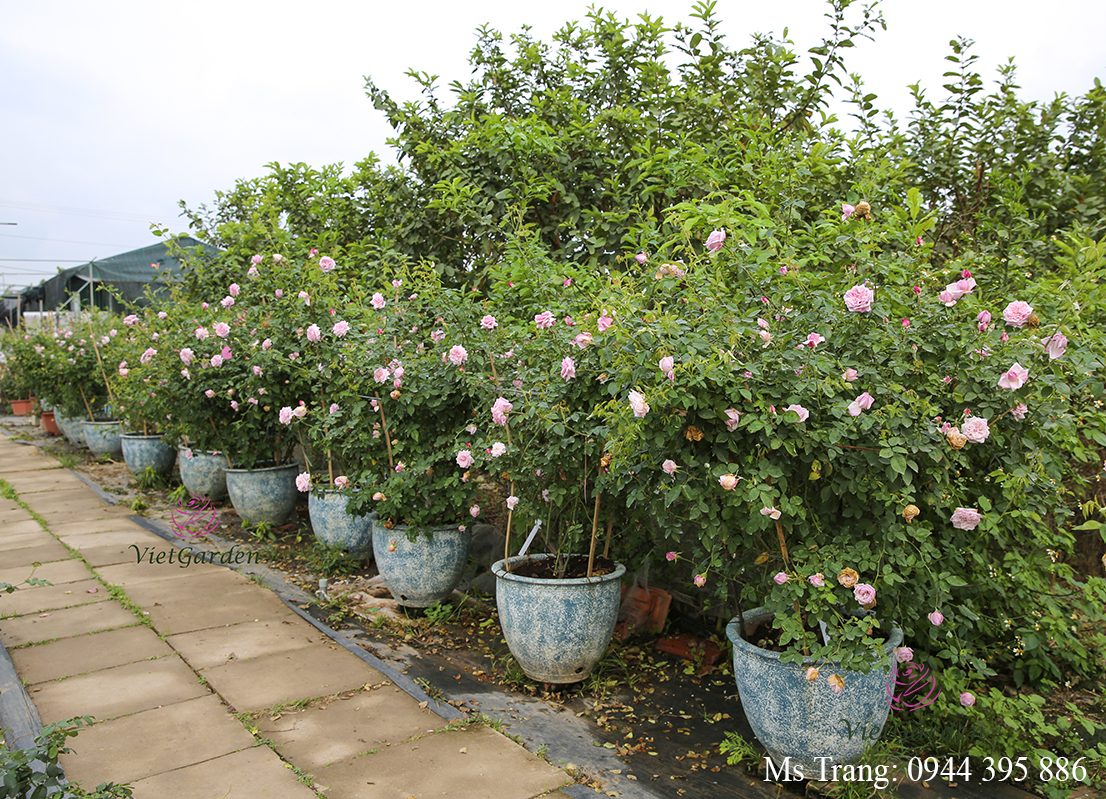 thuốc trị bệnh cho hoa hồng bằng Nano Thảo mộc