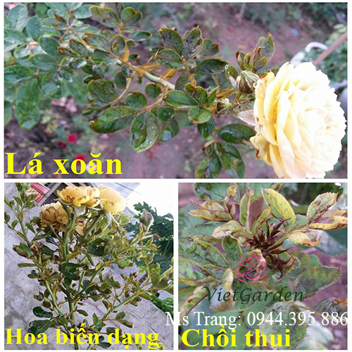 thuốc trị bệnh cho hoa hồng bằng Nano Thảo mộc