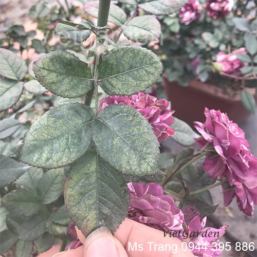 thuốc trị bệnh cho hoa hồng bằng Nano Thảo mộc