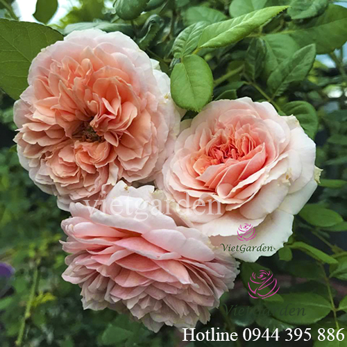 Thuốc trị bệnh cho hoa hồng từ tỏi