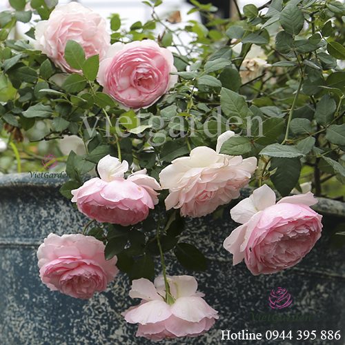 Thuốc trị bệnh cho hoa hồng từ tỏi