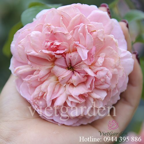 Hoa hồng leo Radio Times rose