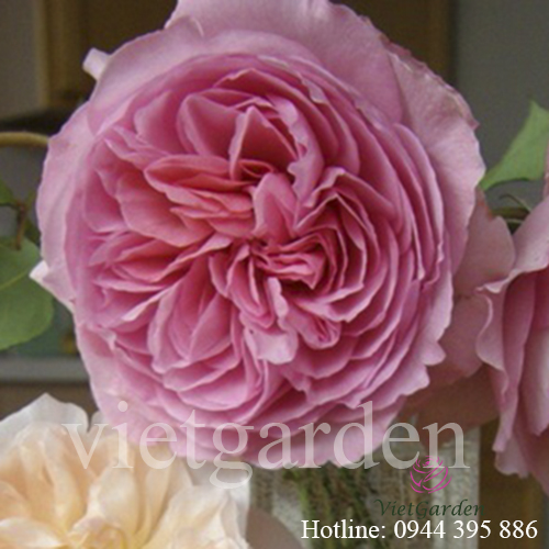 Hoa hồng leo Radio Times rose