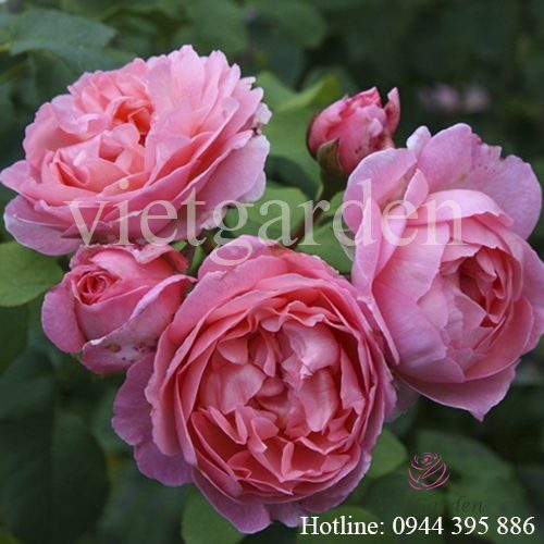 Hoa hồng leo Radio Times rose