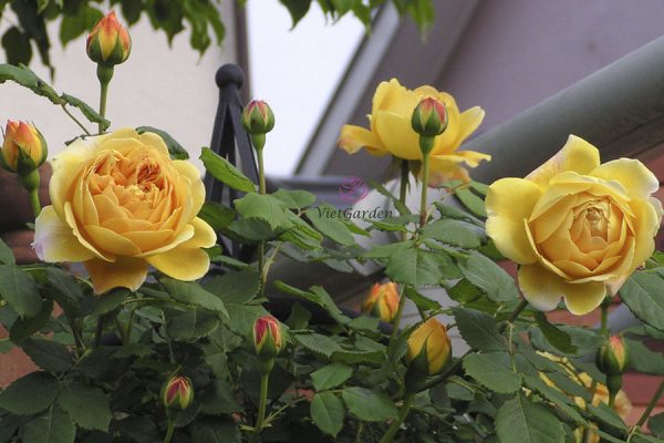 cách chăm sóc hoa hồng ra hoa đúng tết