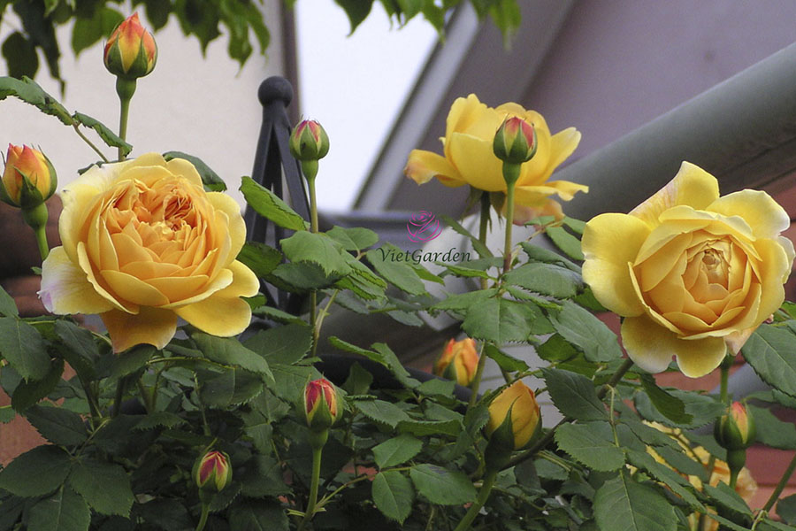 cách chăm sóc hoa hồng ra hoa đúng tết