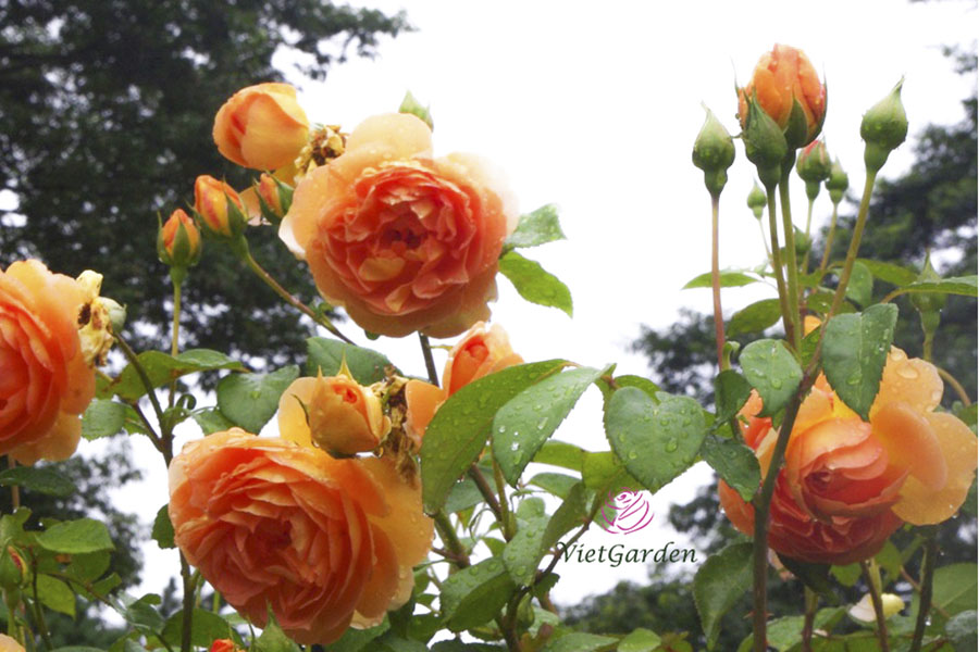 cách chăm sóc hoa hồng ra hoa đúng tết