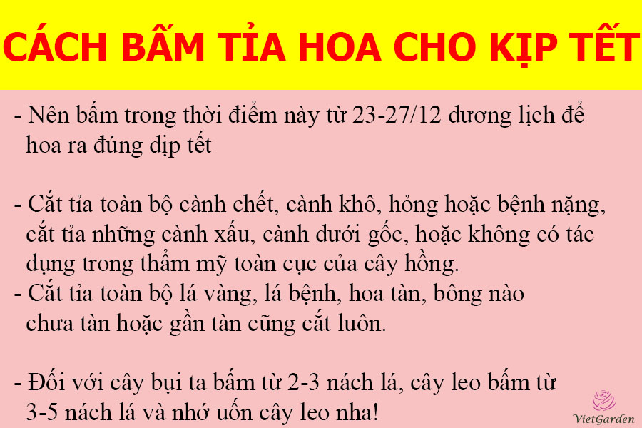 cách chăm sóc hoa hồng ra hoa đúng tết