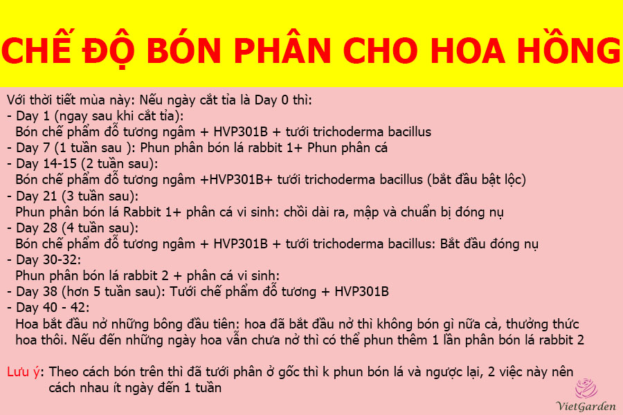 cách chăm sóc hoa hồng ra hoa đúng tết