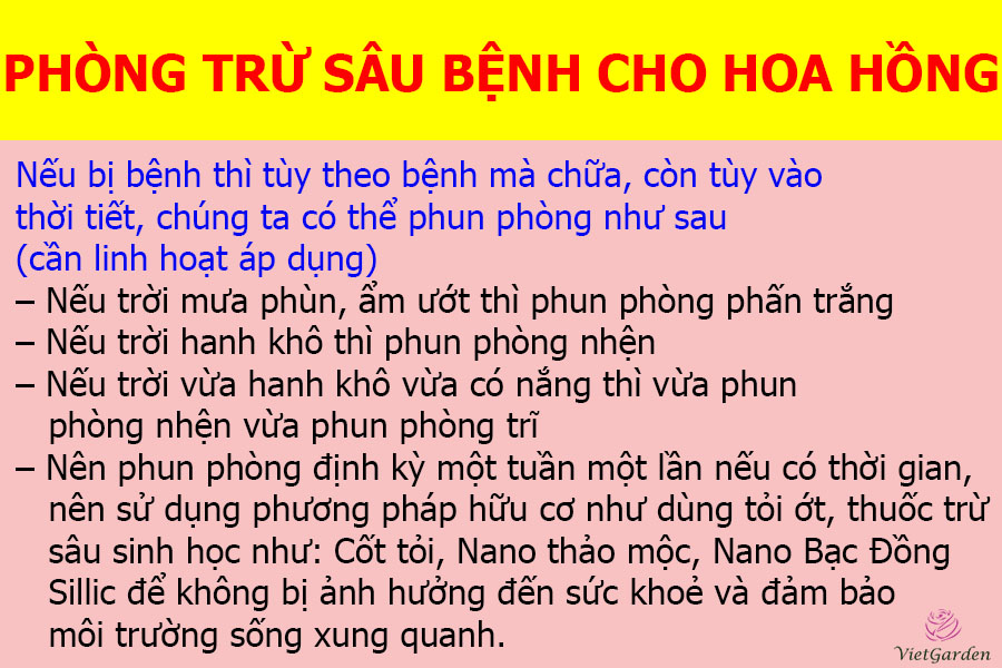 Cách chăm sóc hoa hồng ra hoa đúng tết