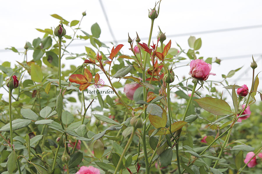 cách chăm sóc hoa hồng ra hoa đúng tết