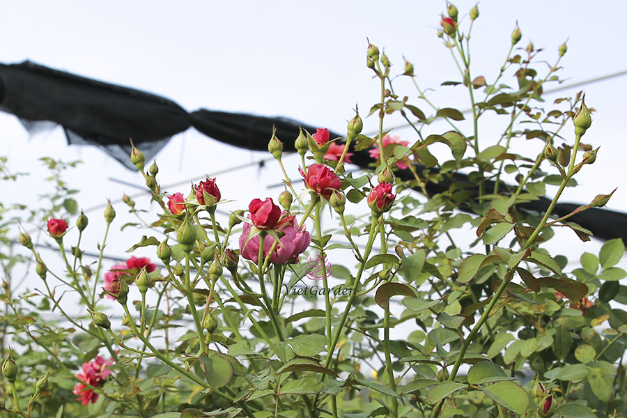 cách chăm sóc hoa hồng ra hoa đúng tết