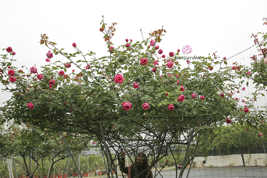 Cách chăm sóc hoa hồng ra hoa đúng tết