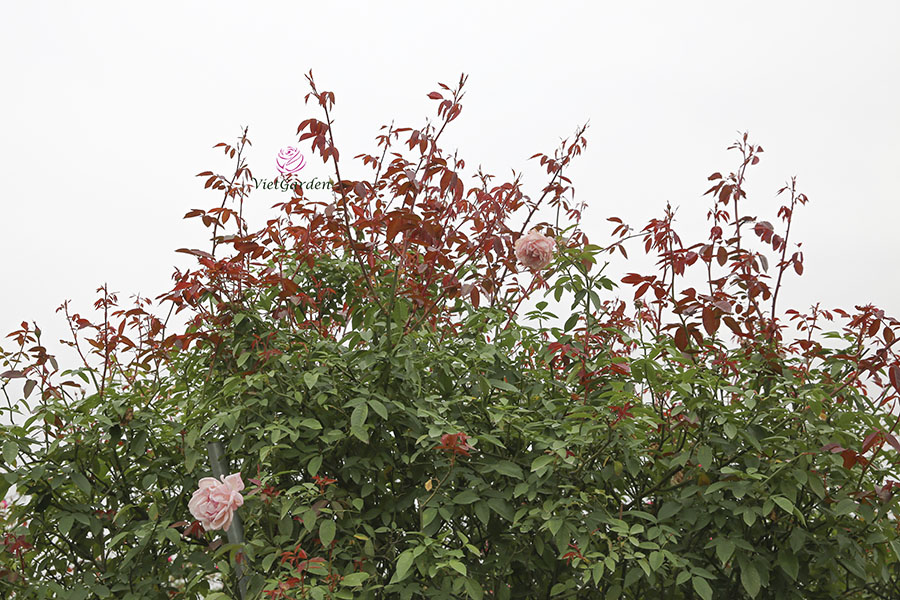 Cách chăm sóc hoa hồng ra hoa đúng tết