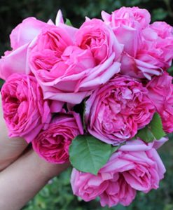 Xu hướng chơi hoa Tết