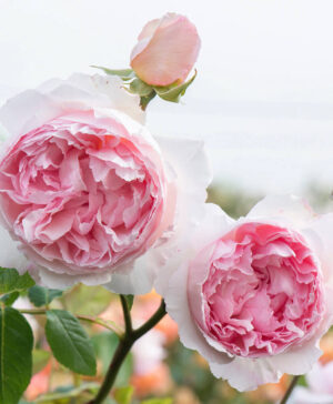 Chọn hoa hồng ngoại chơi Tết