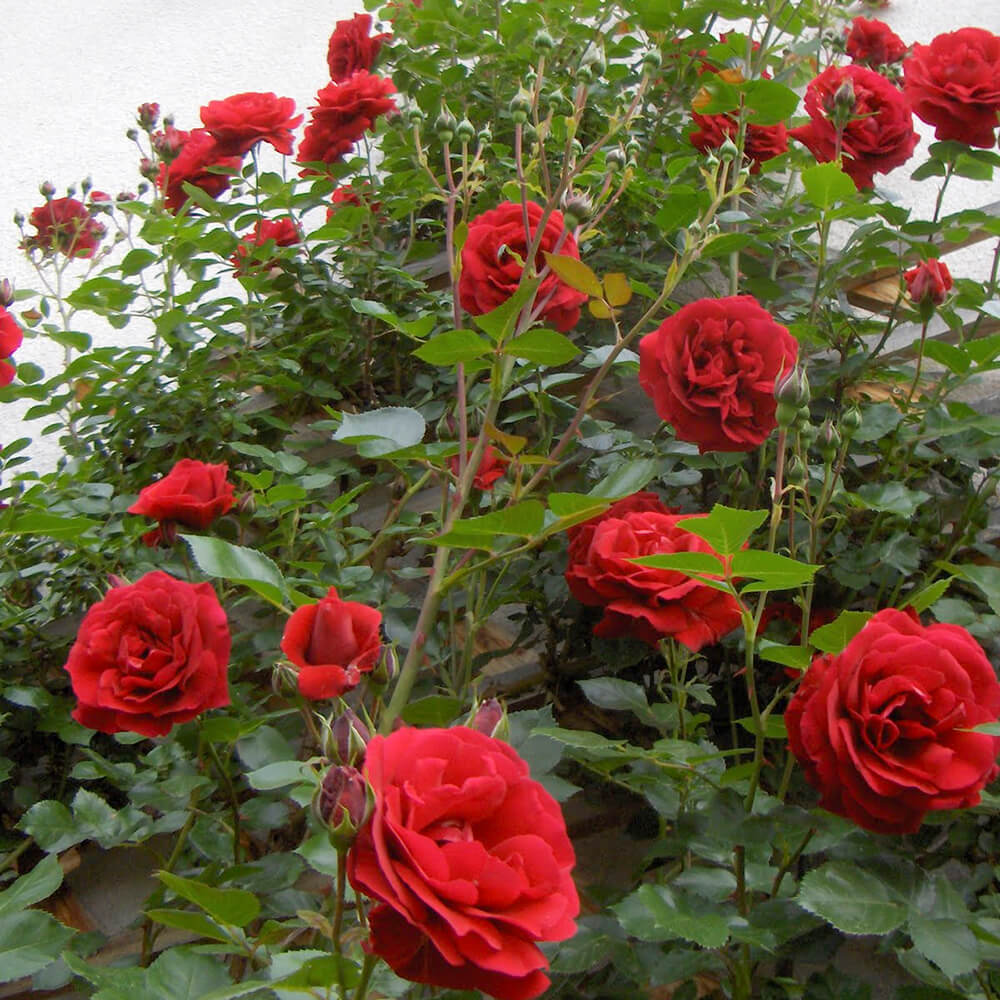 Cách chăm sóc để cây hoa hồng phát triển và đẹp nhất là gì?