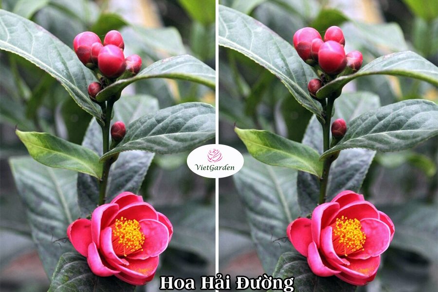 Hoa Cây Cảnh Gì Chơi Tết - Hoa Hải Đường - Vườn Hoa Việt