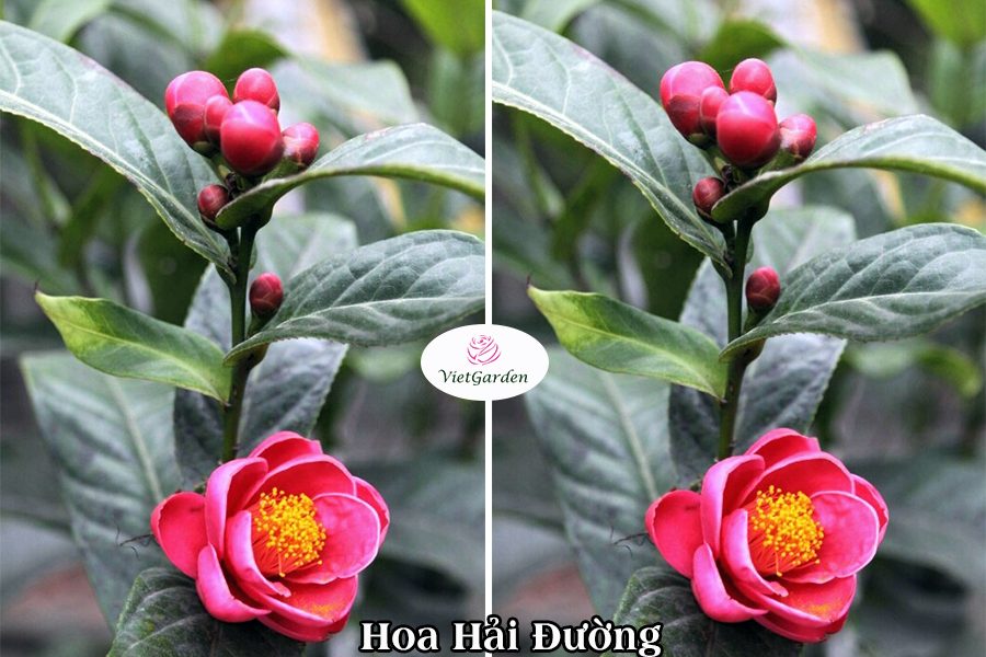 Hoa cây cảnh gì chơi tết - Hoa Hải Đường