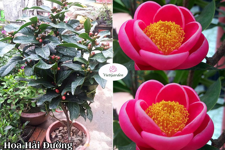 Hoa cây cảnh gì chơi tết - Hoa Hải Đường