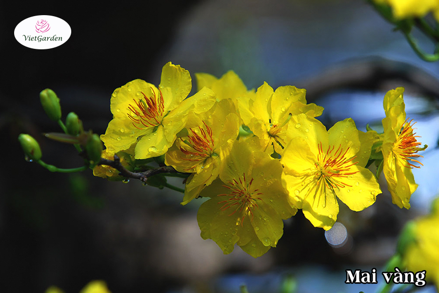Hoa cây cảnh gì chơi tết - Hoa Mai vàng