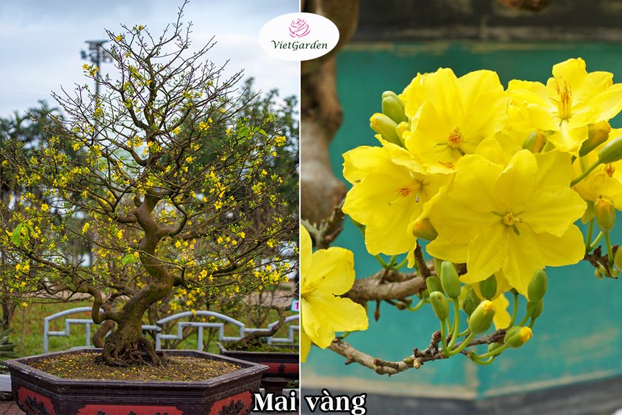 Hoa cây cảnh gì chơi tết - Hoa Mai vàng