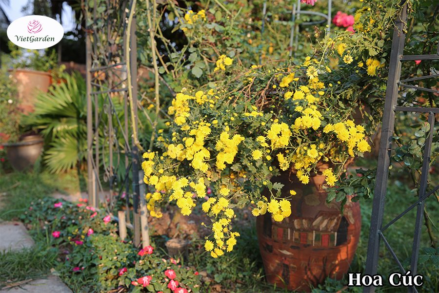 Hoa cây cảnh gì chơi tết - Hoa cúc