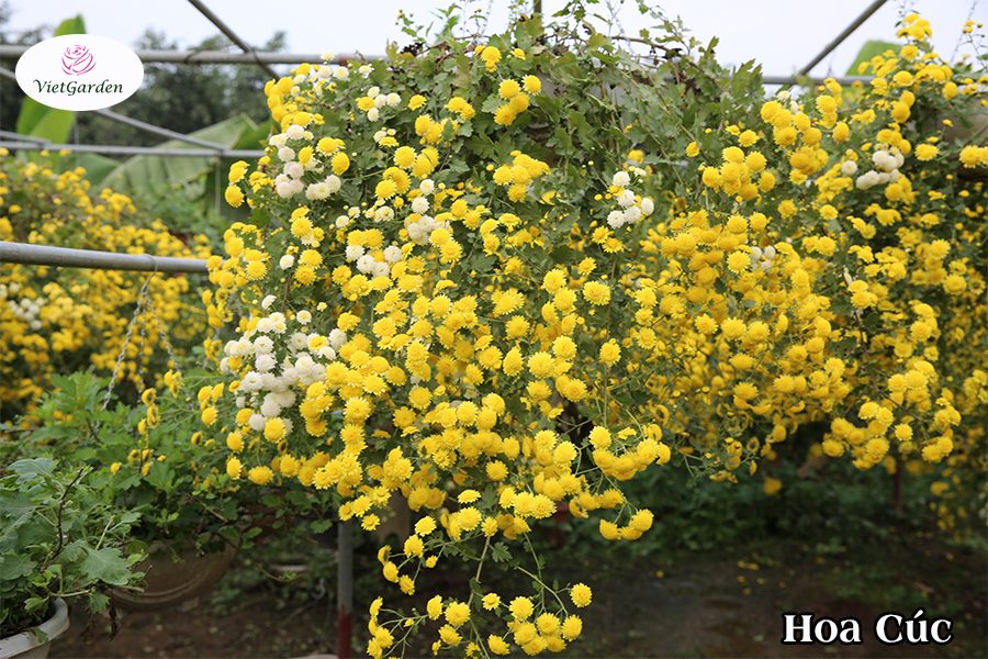 Hoa cây cảnh gì chơi tết - Hoa cúc