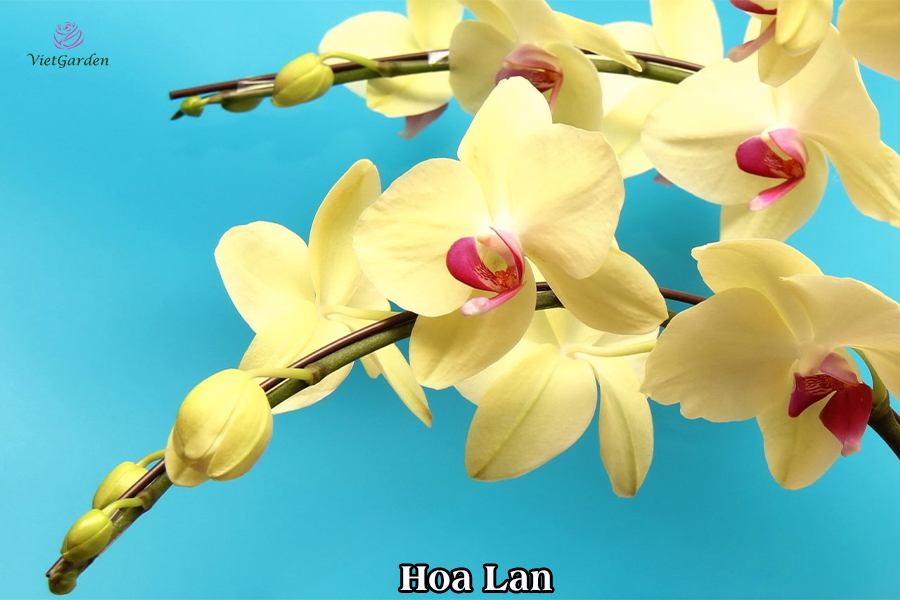 Hoa cây cảnh gì chơi tết - Hoa lan 