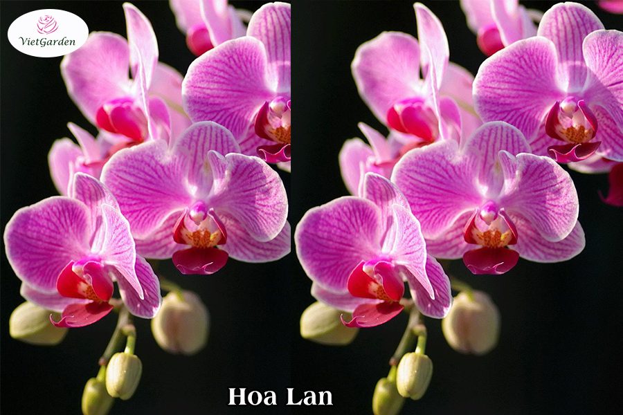 Hoa cây cảnh gì chơi tết - Hoa lan 