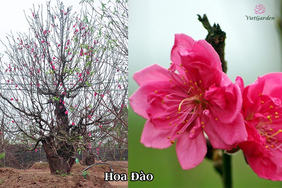 Hoa cây cảnh gì chơi tết - Hoa Đào