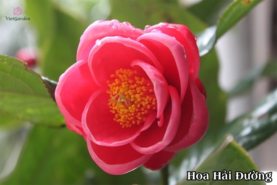 Hoa cây cảnh gì chơi tết - Hoa Hải Đường