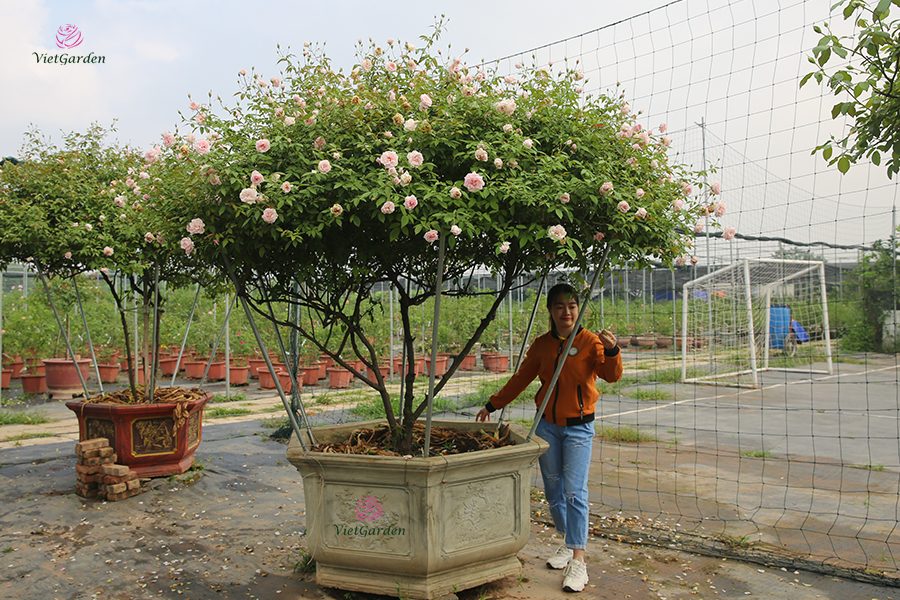 Hoa cây cảnh gì chơi tết - Hồng Đào cổ