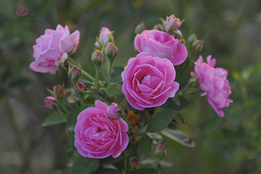 Hoa cây cảnh gì chơi tết - Hồng cổ Son Môi