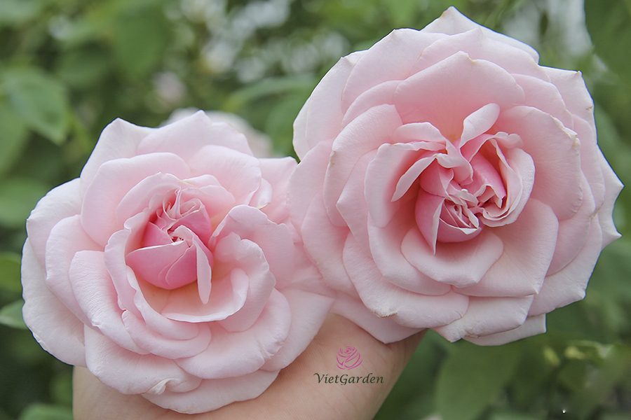 Hoa cây cảnh gì chơi tết - Hồng cổ Vân Khôi