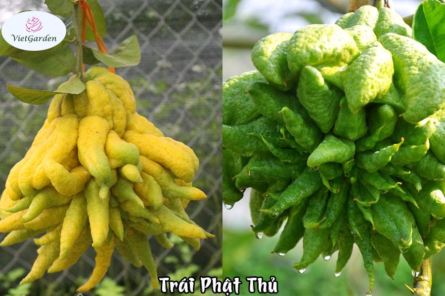 Hoa cây cảnh gì chơi tết - Phật Thủ