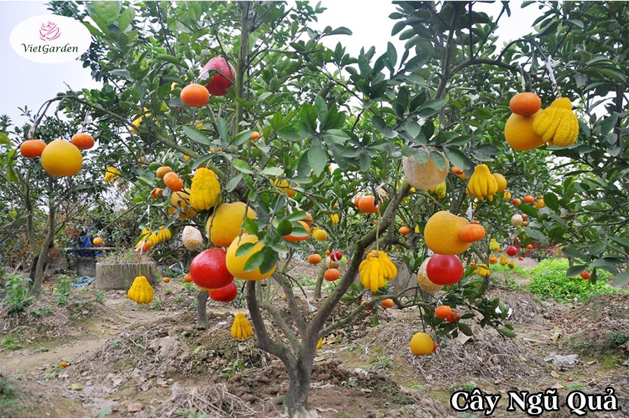 Hoa cây cảnh gì chơi tết - Phật Thủ