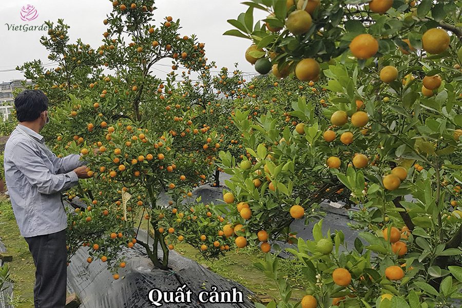 Hoa cây cảnh gì chơi tết - Quất cảnh