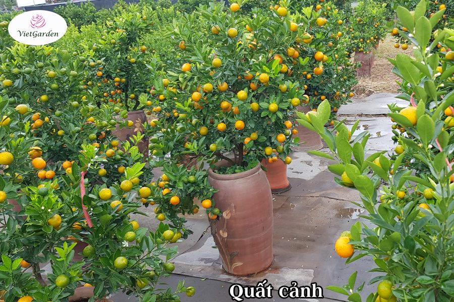 Hoa cây cảnh gì chơi tết - Quất cảnh