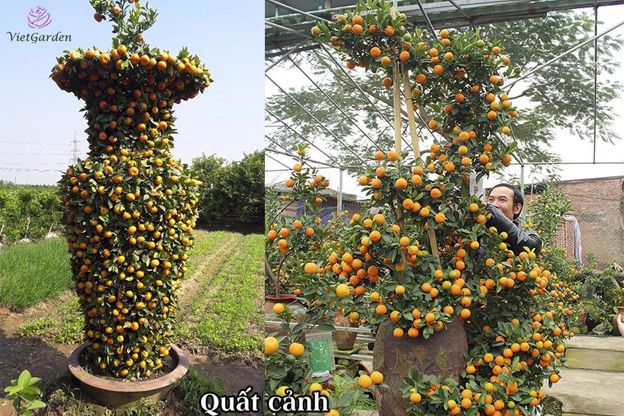 Hoa cây cảnh gì chơi tết - Quất cảnh