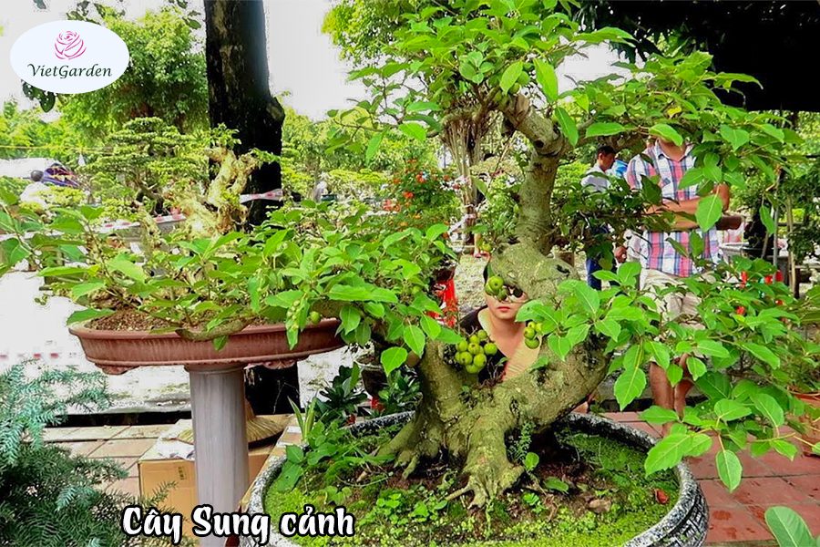 Hoa cây cảnh gì chơi tết - Sung cảnh