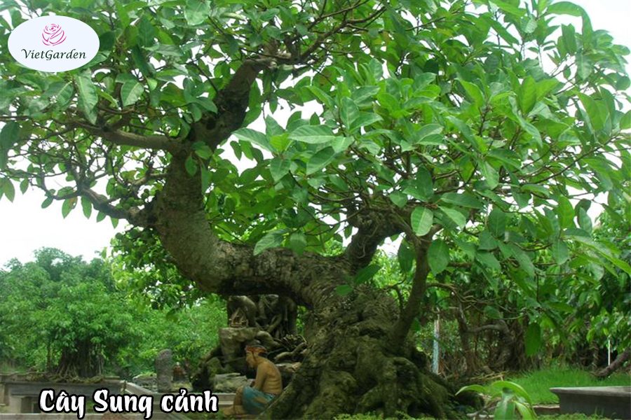 Hoa cây cảnh gì chơi tết - Sung cảnh