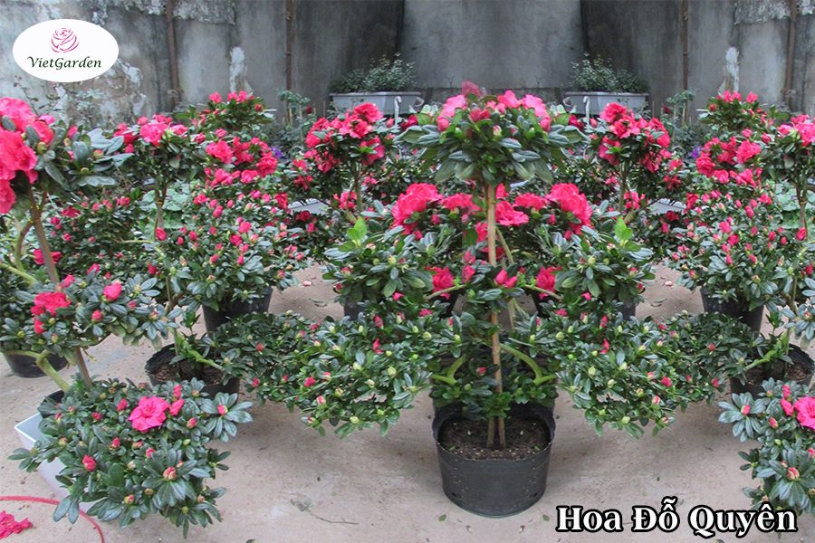 Hoa cây cảnh gì chơi tết - Hoa Đỗ Quyên