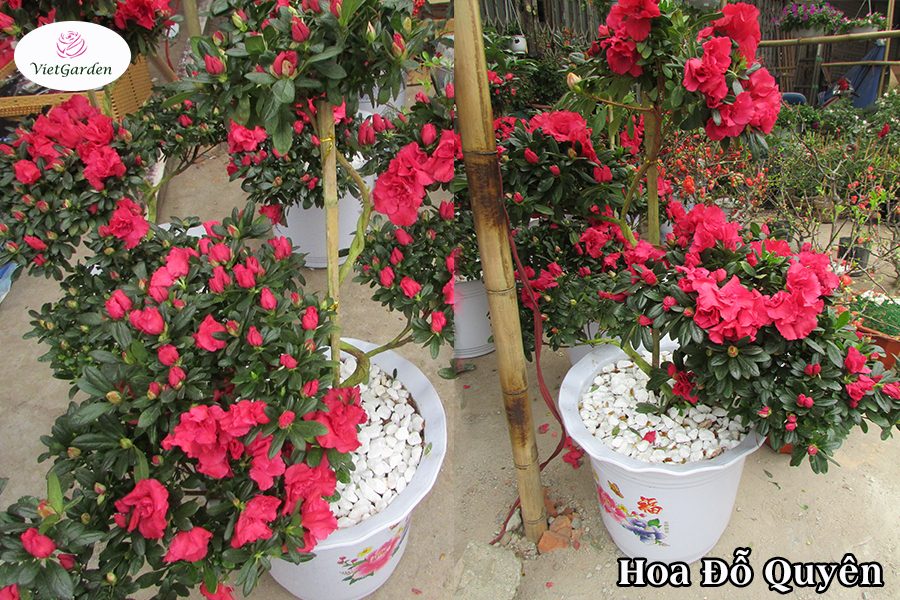 Hoa cây cảnh gì chơi tết - Đỗ Quyên